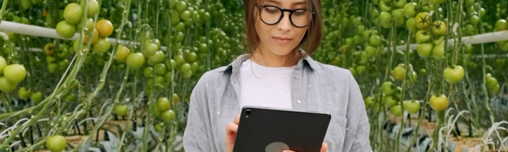 Une femme regarde son ipad au milieu d'une culture de tomates